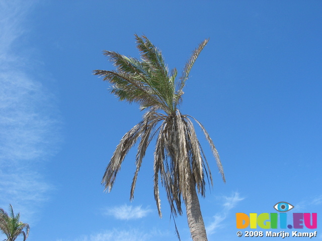 27637 Palm trees and blue sky with few clouds